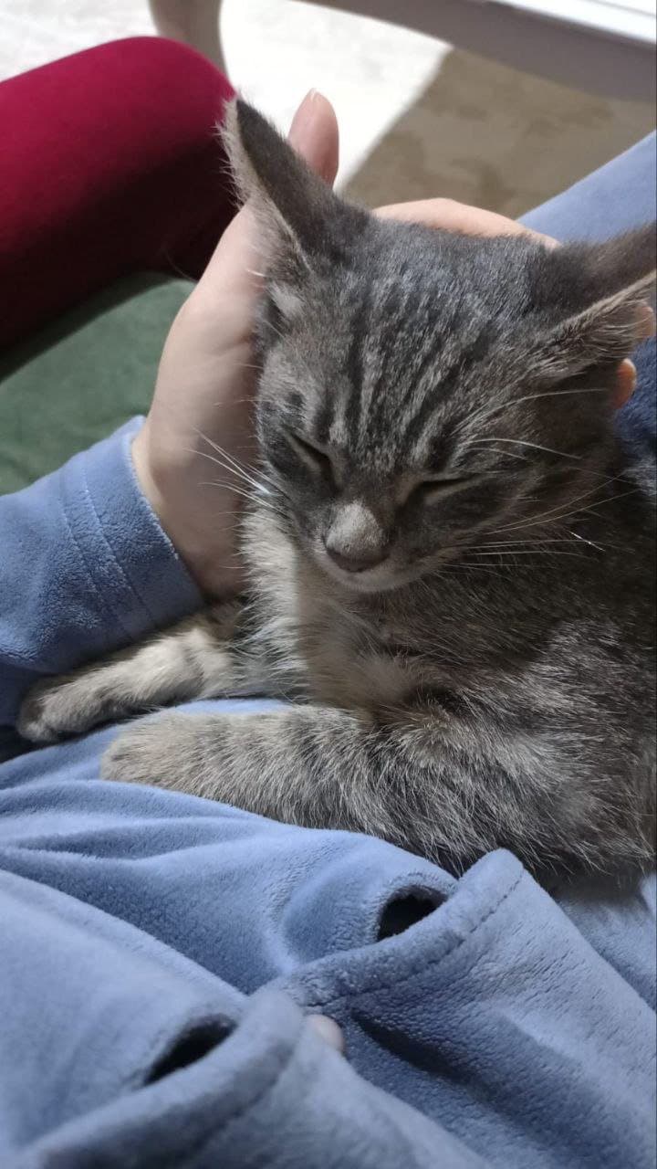 acil sahiplendirmek istiyorum