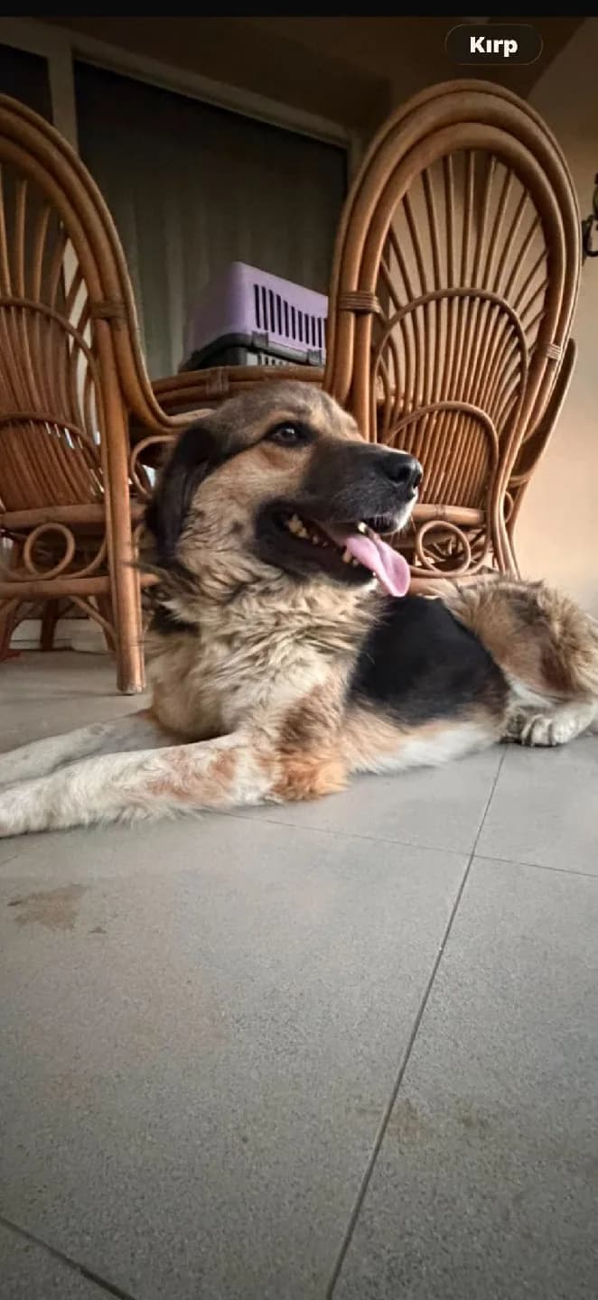 Golden için acil yuva
