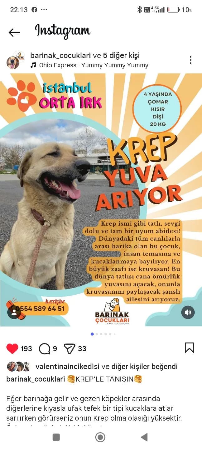 Krep İçin acil yuva arıyoruz