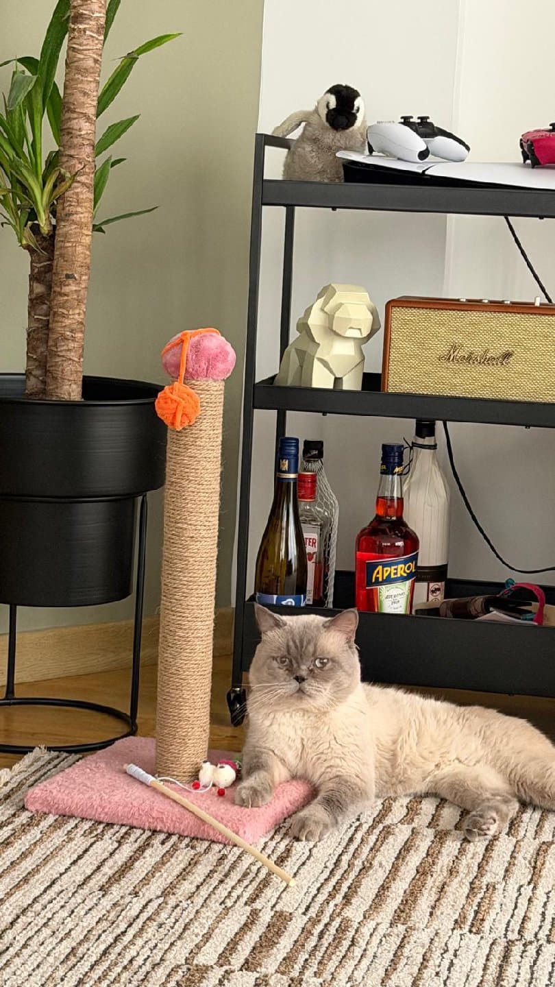 EN GÜZEL YUVAYI ARIYORUM