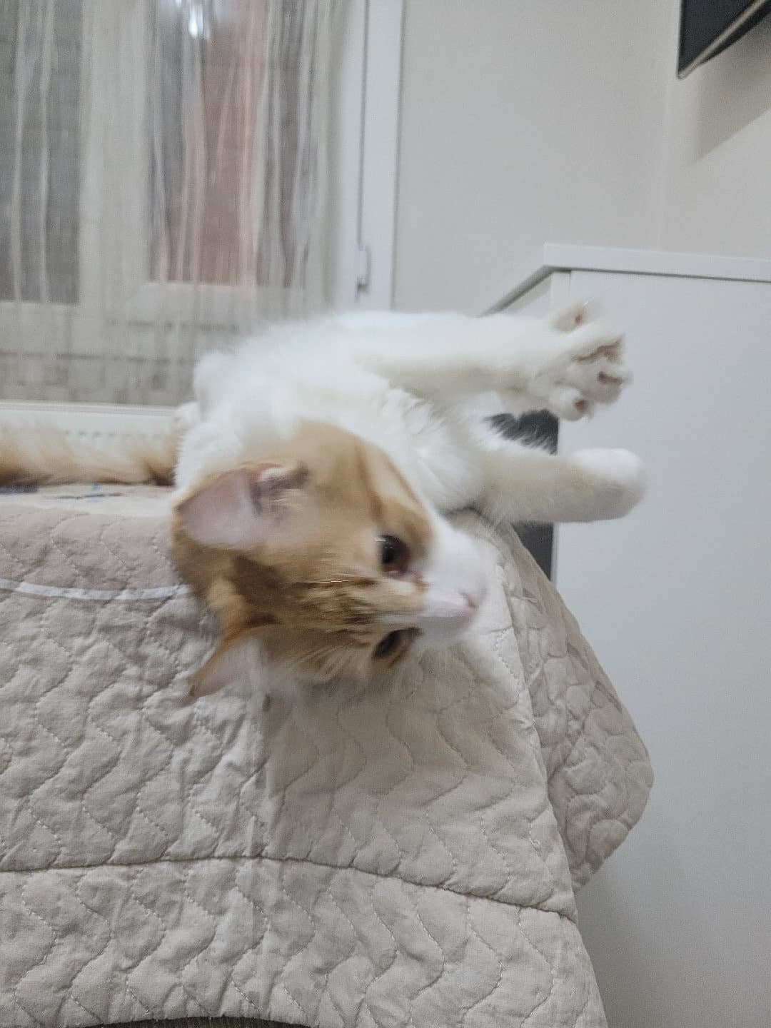 Sütlaç 1.5 yaşında