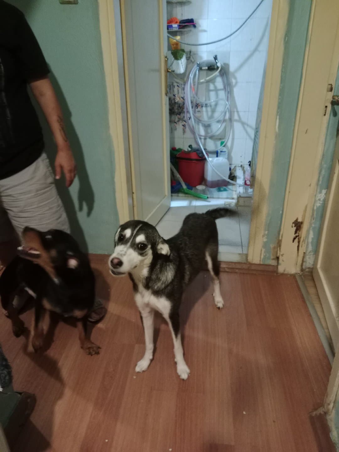 yuva arıyor lütfen