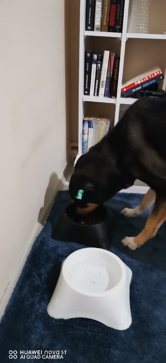 köpeğimi sahiplendirmek istiyorum