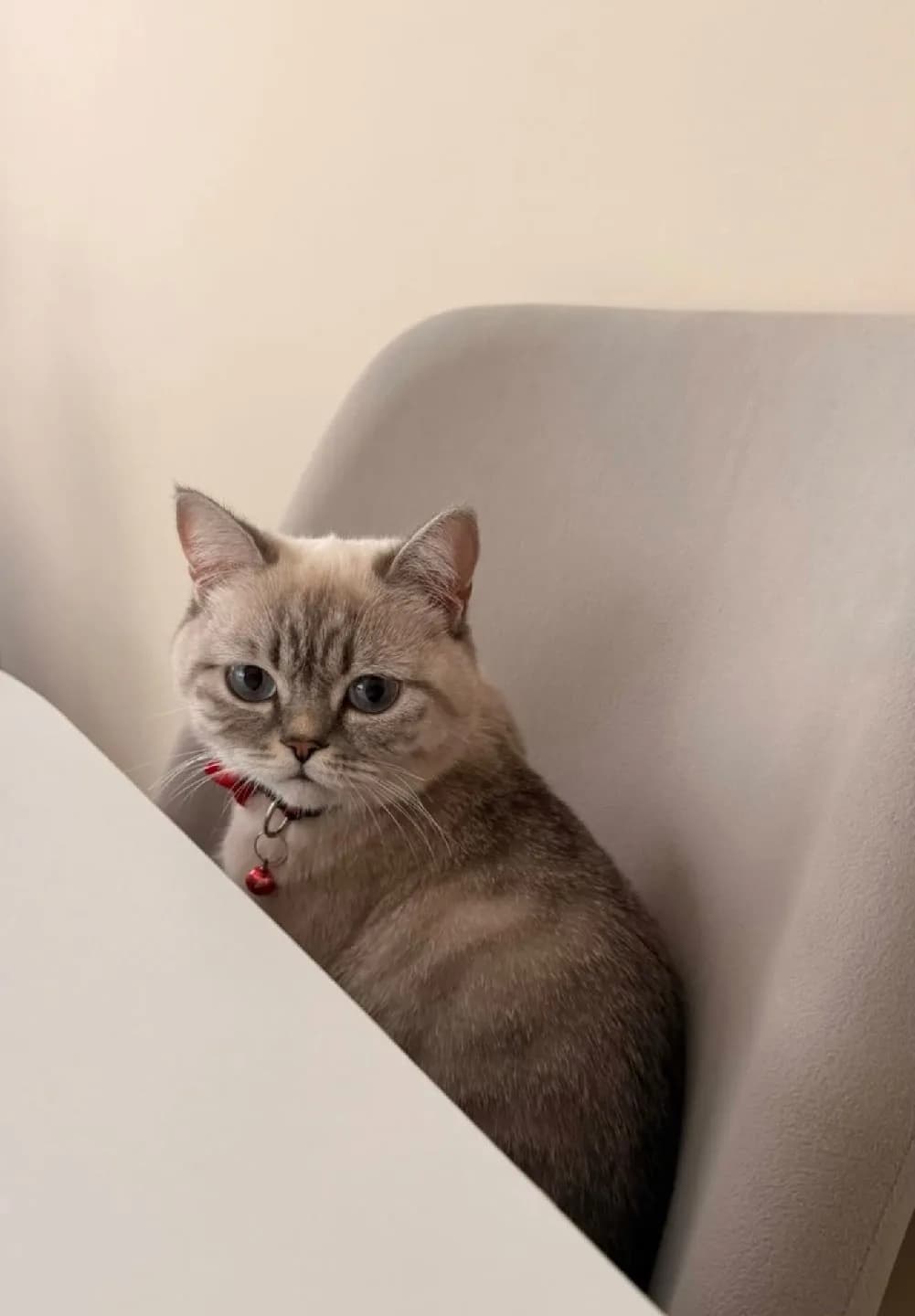 1 Yaşındaki British Kızıma Ömürlük Sevgi Dolu Bir Yuva Arıyoruz! 🐾
