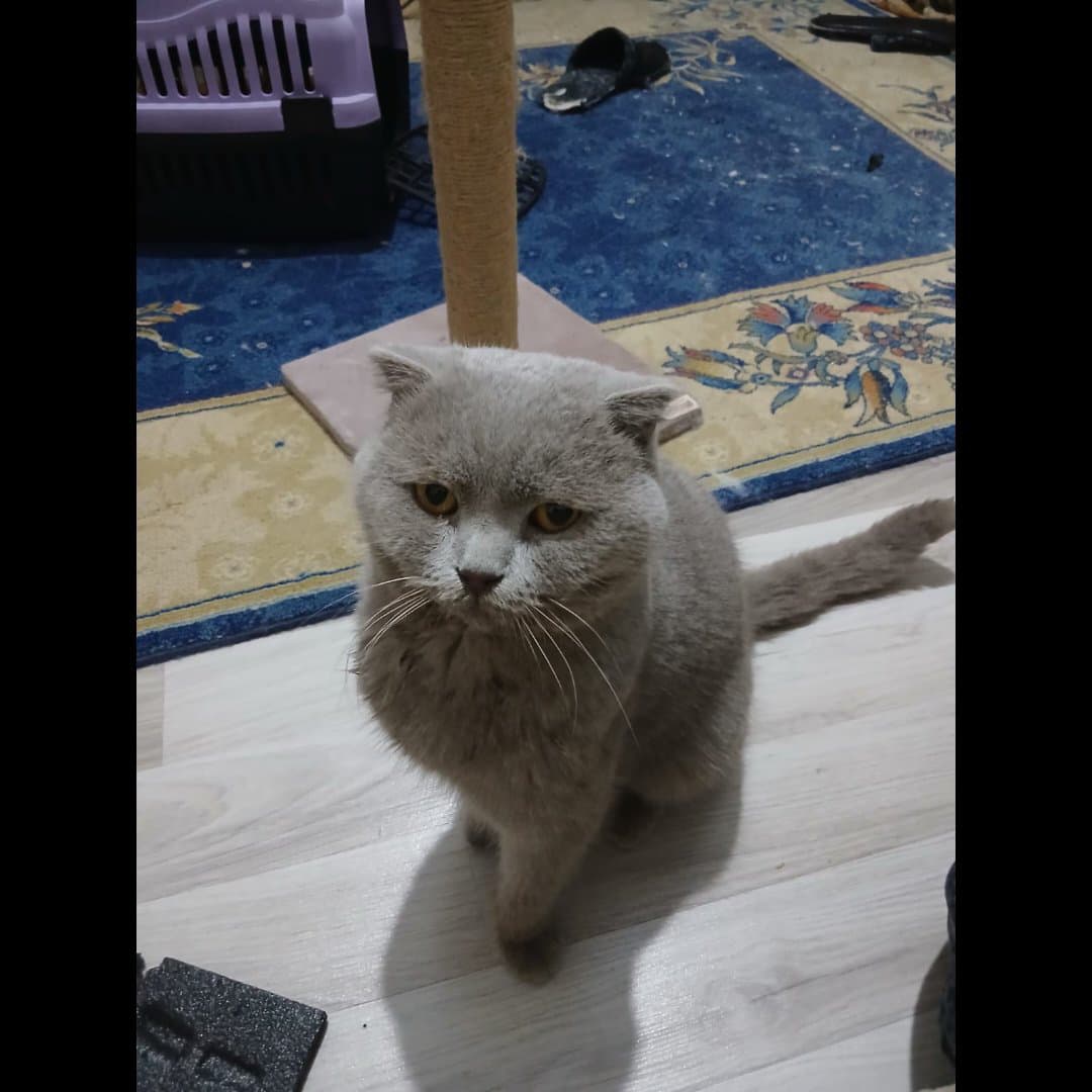 derbeder yuva arıyor