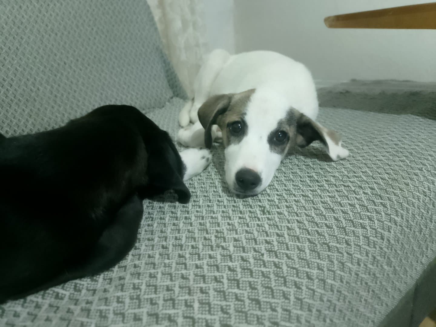 anne jackrasle baba puanter 7 yavru sahiplendirilecektir