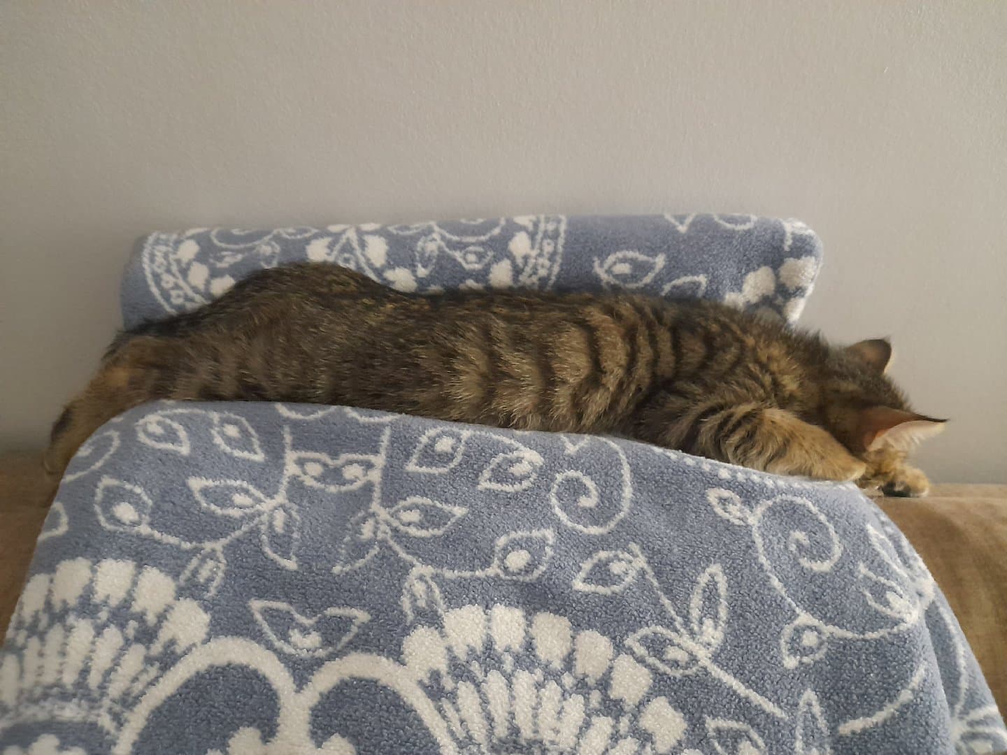 Boncuk Ankara'da ailesini arıyor