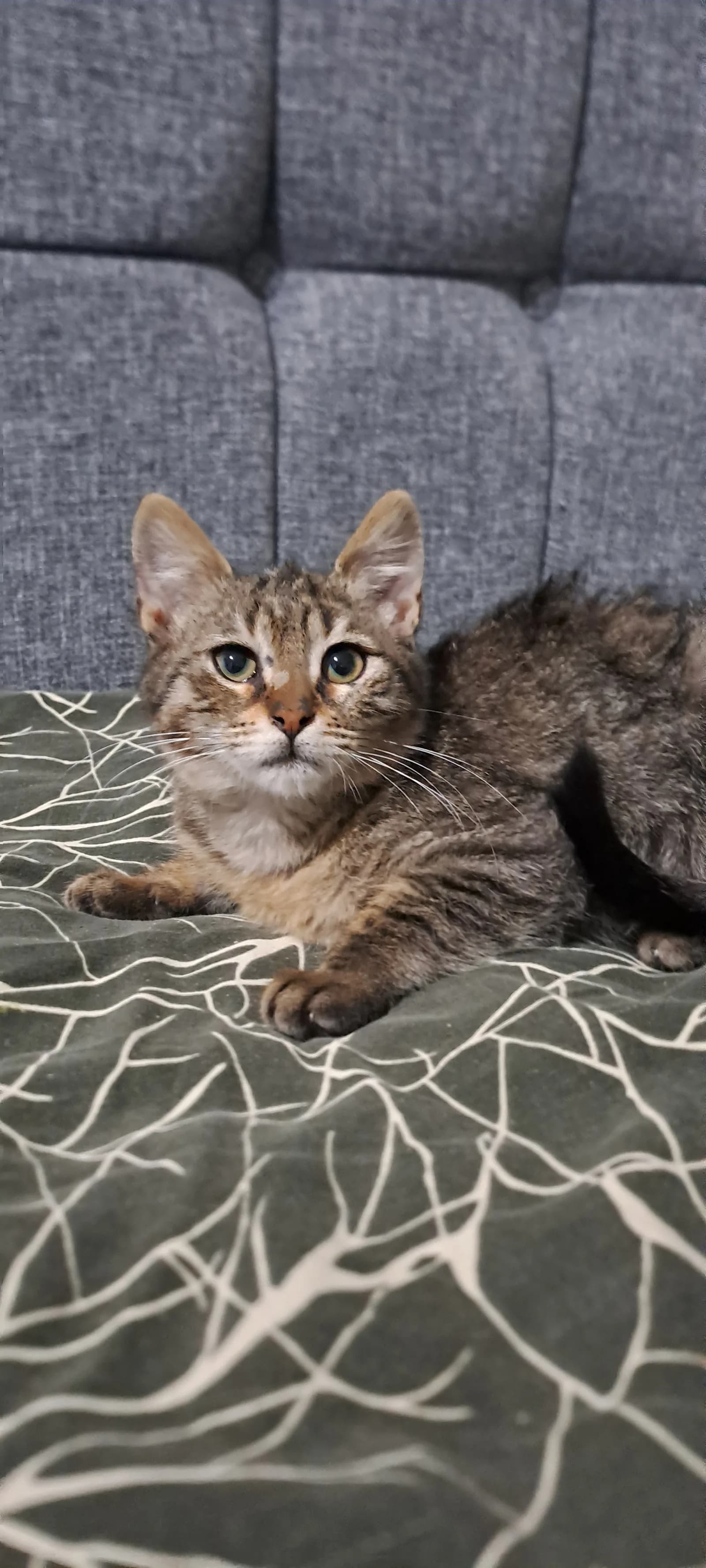 3 aylık oyuncu miniğe yuva