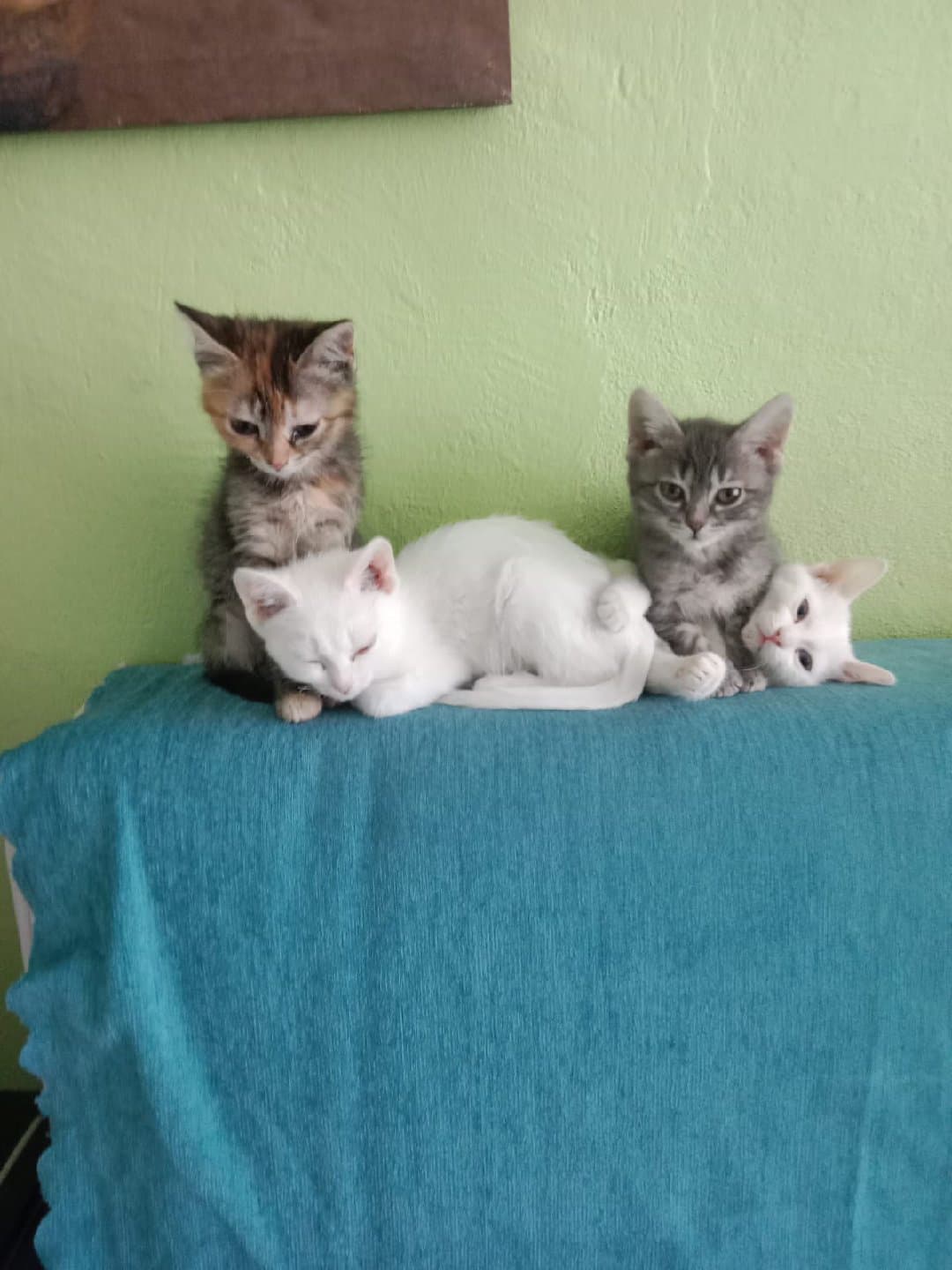 Mersin Erdemli kocahasanlı 4 yavru kedi