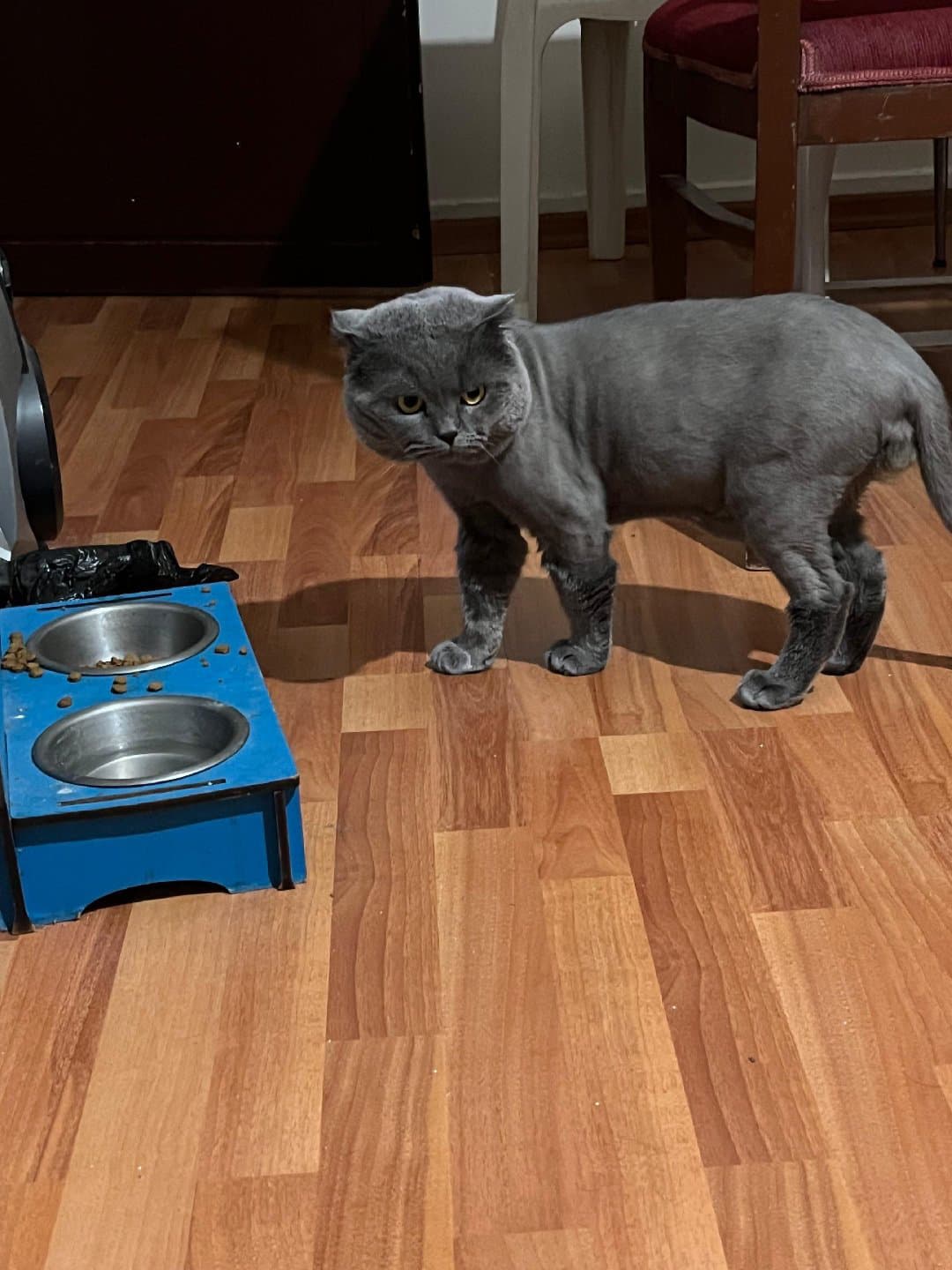 3 yaşında,henüz kısırlaştırma yapılmadı.