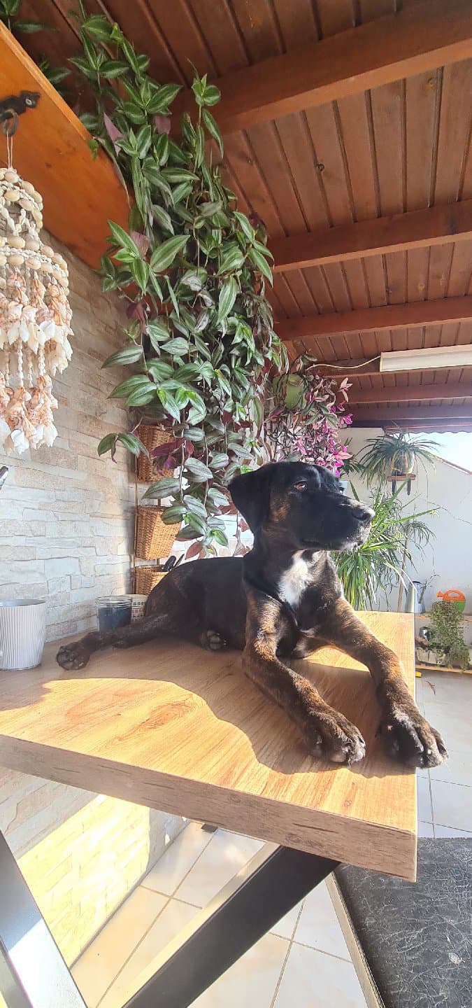 Acil Yuva Aranıyor!