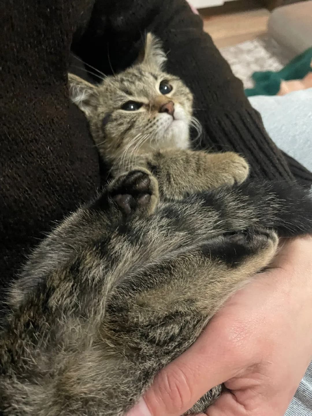 sahiplenmeyi bekliyor