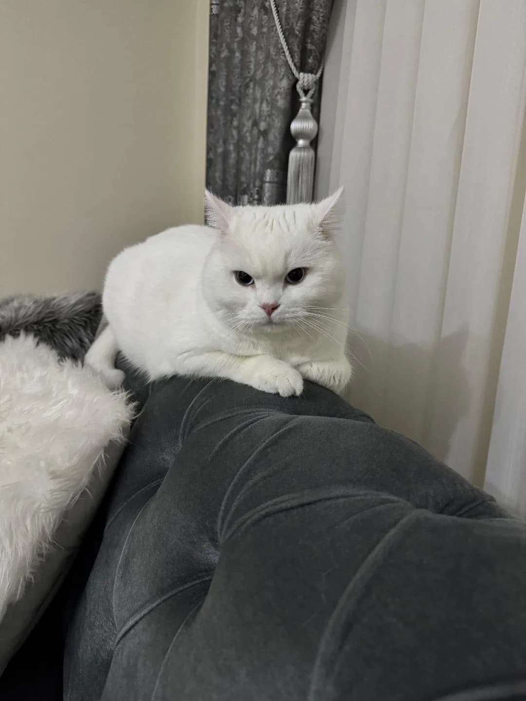 British Shorthair 2 bucuk yaşında erkek