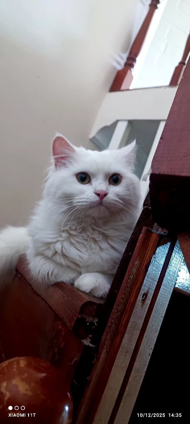 2-3 yaş aralığında chillchila cinste beyaz güzel bir kedi