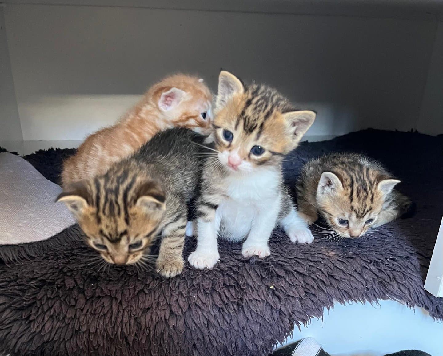 30 günlük yavru kediler ev de doğum