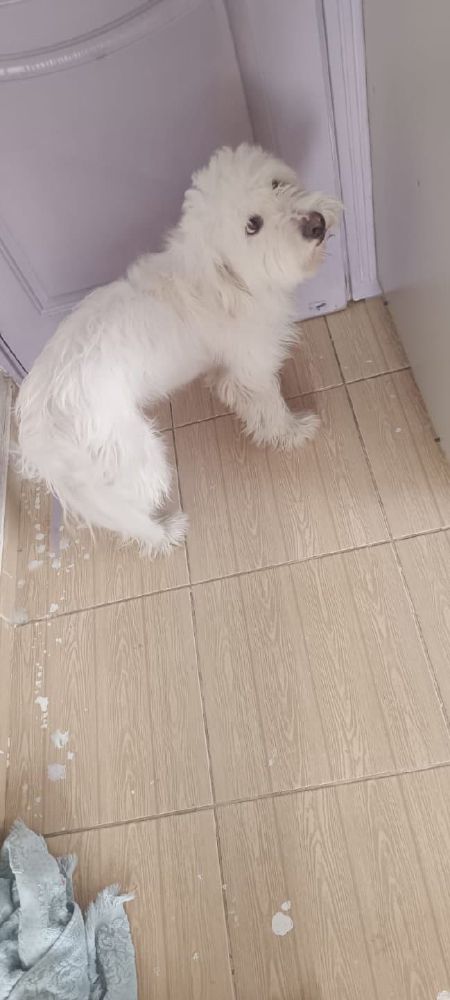 acil yuva sahiplendirelecek