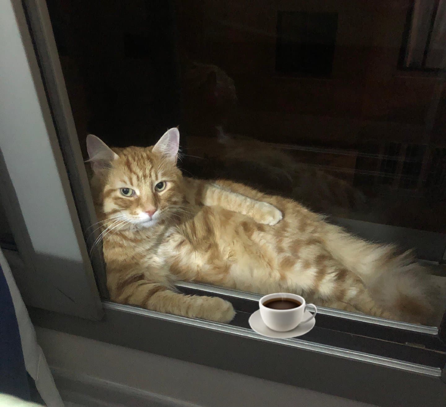 acil sahiplendirmek istiyorum