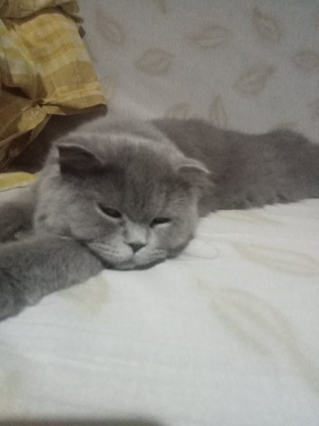 kızımı sahiplendirmek istiyorum evde erkek kardeş ve anne var bakımları zorlaştığı için aile istyrm