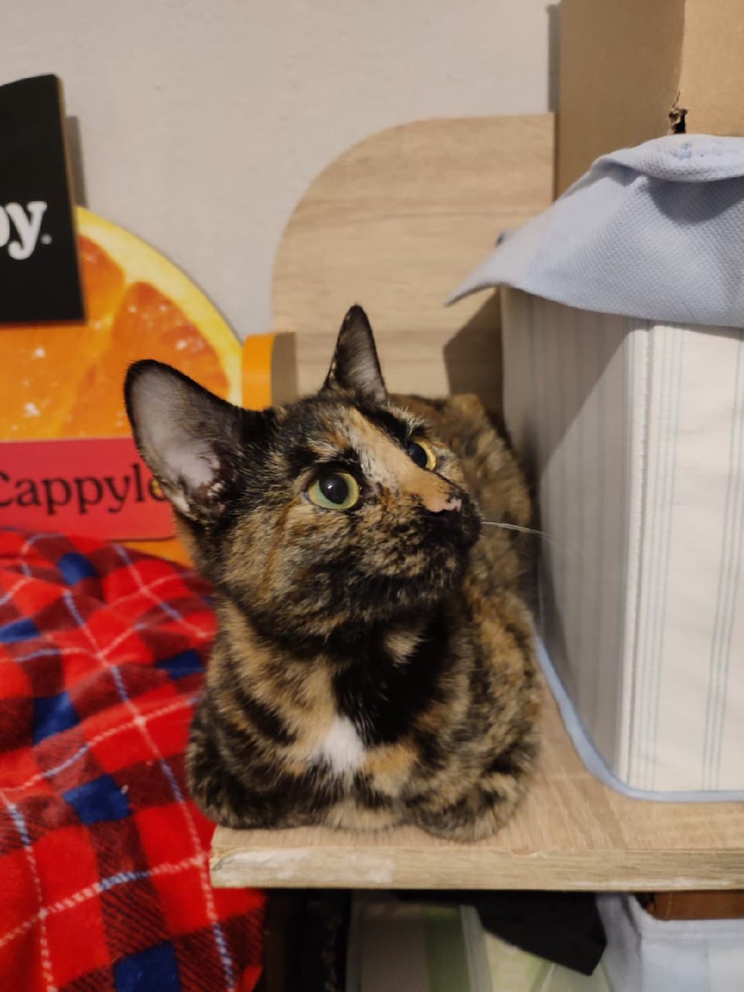 Ömürlük yuva olur musunuz