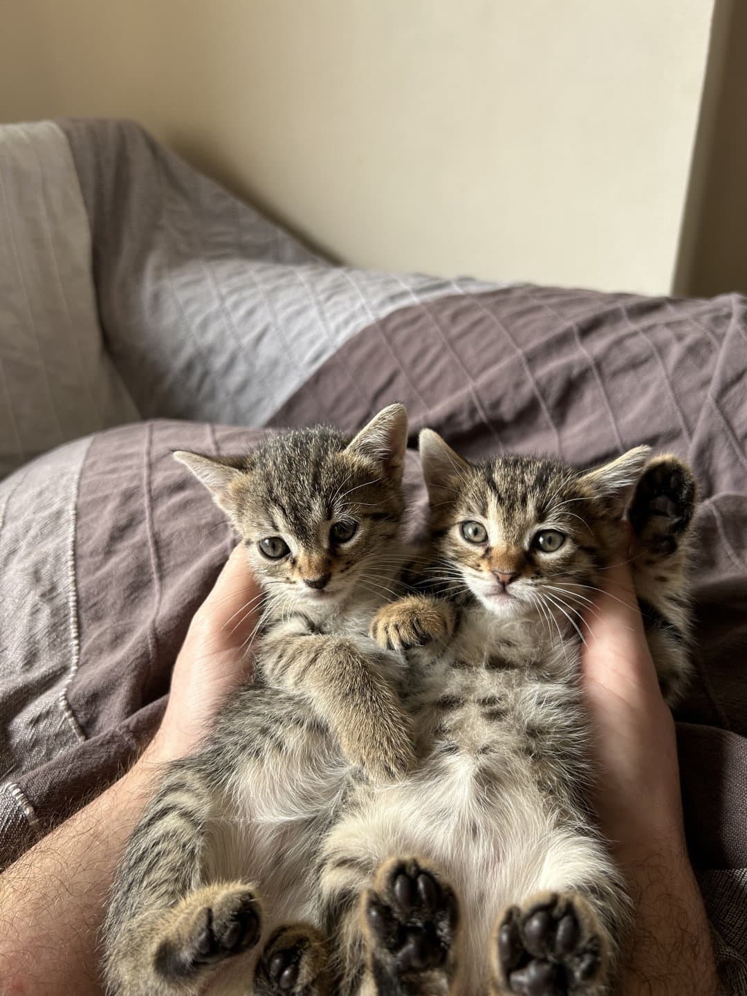 2 yavru dişi yuva arıyor