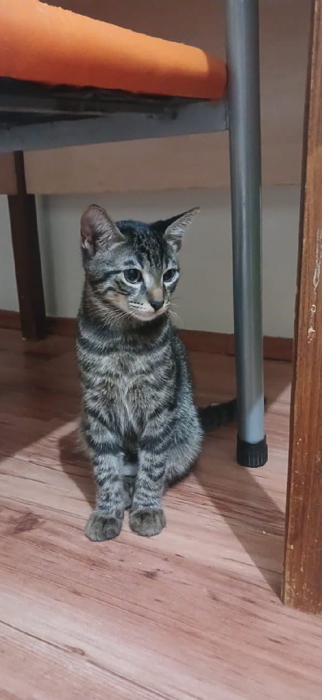 acil sahiplendirilecektir