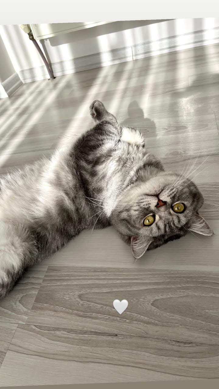 SCOOTİSH SİLVER 3 yaşında ACİL