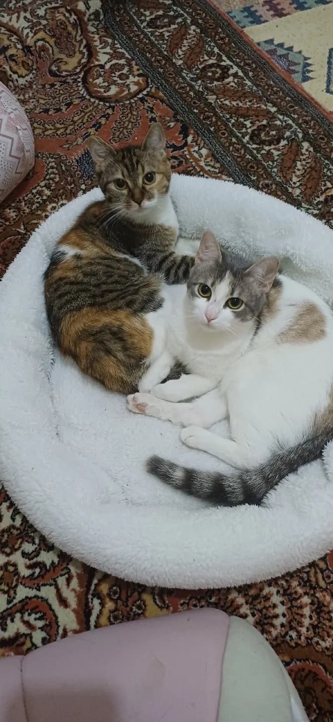 2 dişi kardeş kısırlaştırıldı