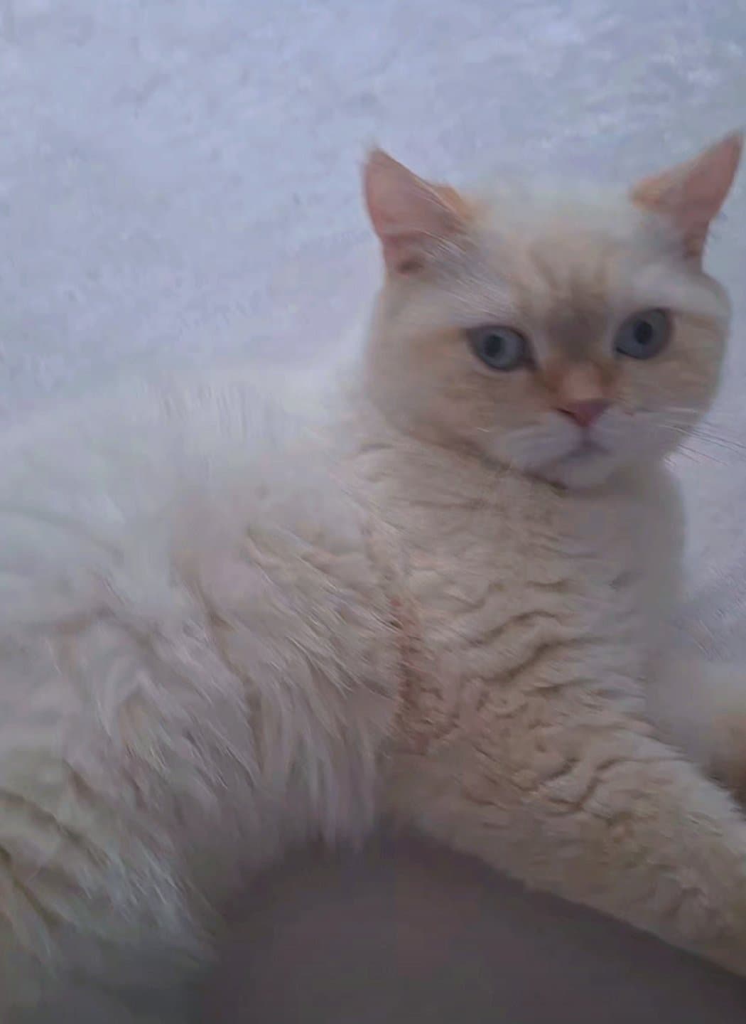 british 2 yaşında cins kedi