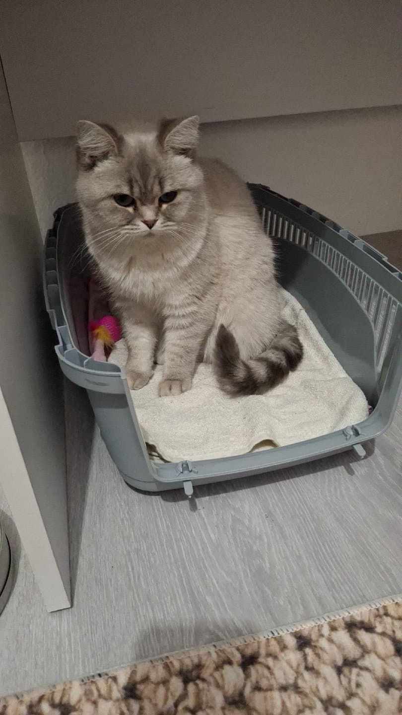 ev kedisi tatlış uysal