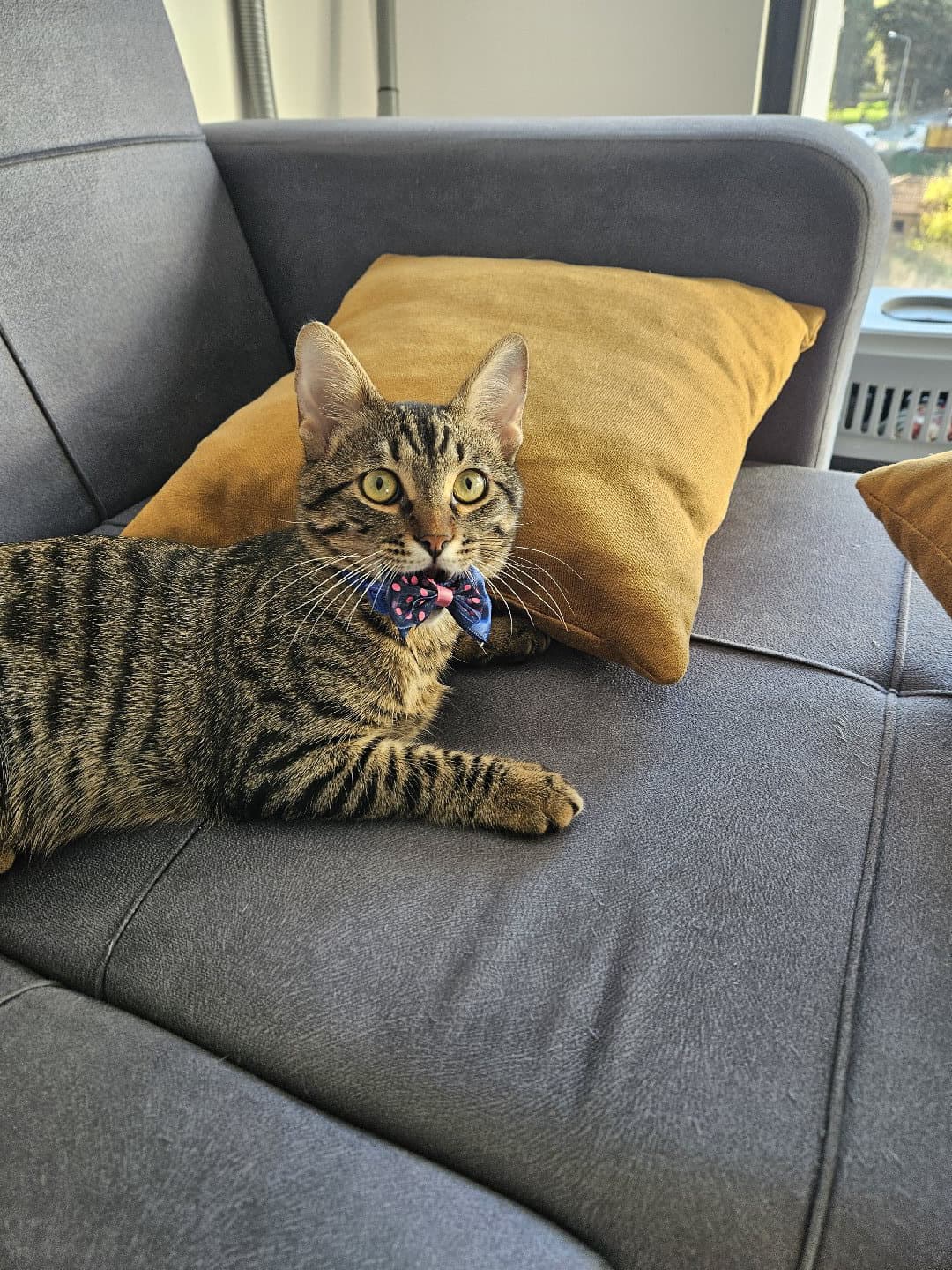 iyi bir yuva arıyoruz