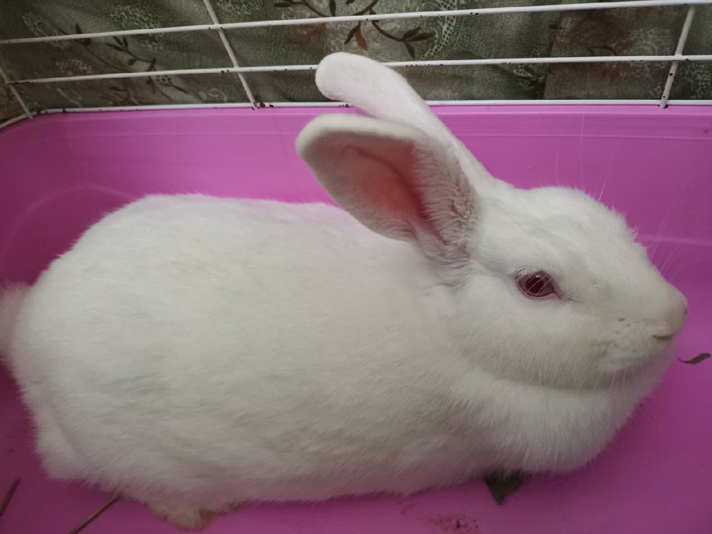 tavşan ücretsiz sahiplendirme