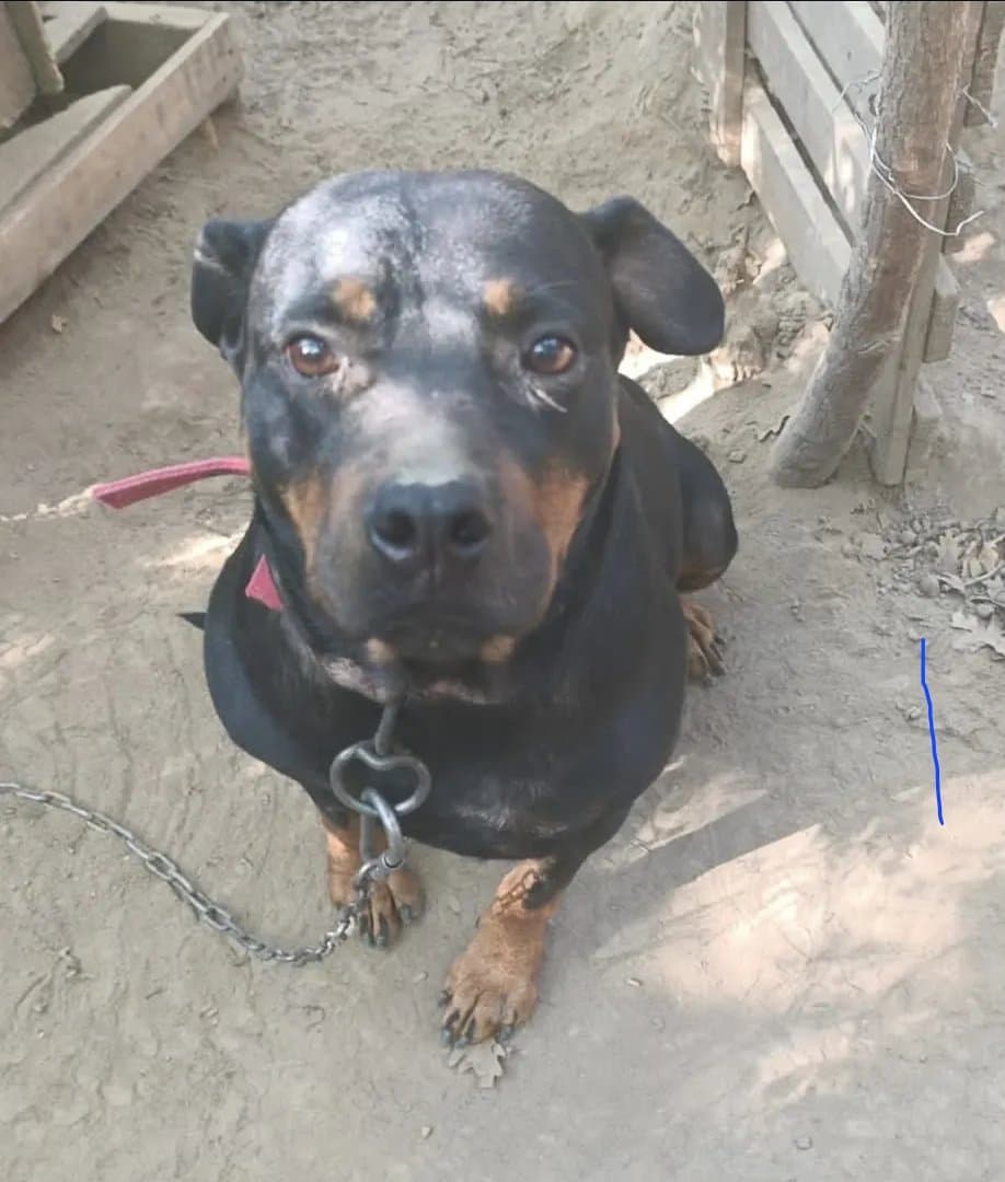 Rottie'yi barınaktan kurtardık. Onun ömürlük yuvası olur musunuz?