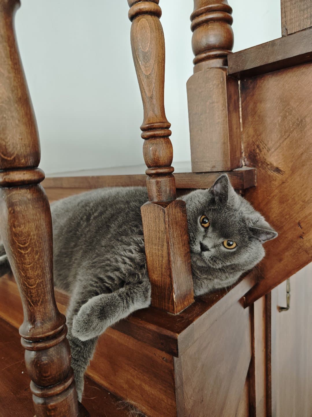 British Shorthair Erkek Kısır Çok Uysal