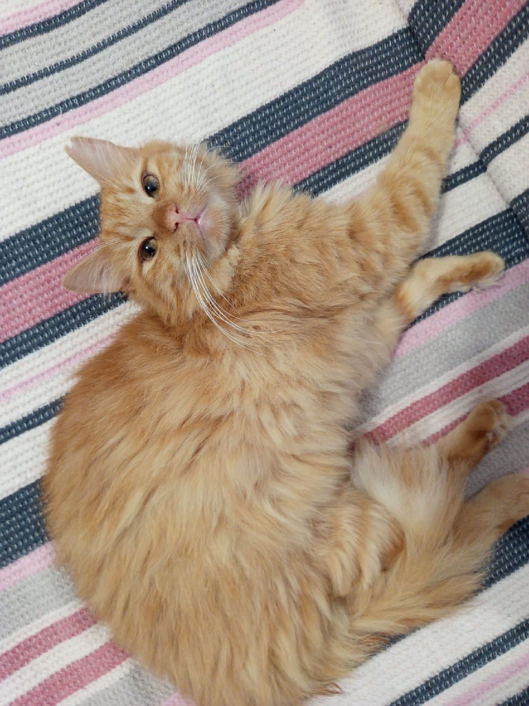 Sarı oğluma ömürlük ailesini arıyorum