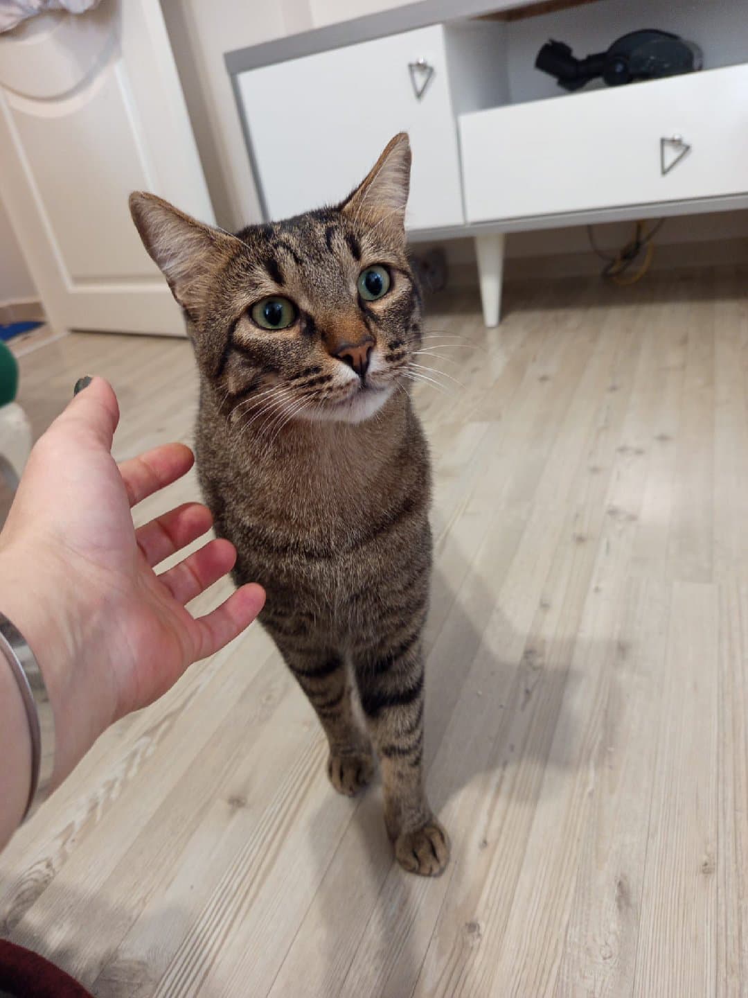 Uysal oğlum yeni ailesini arıyor