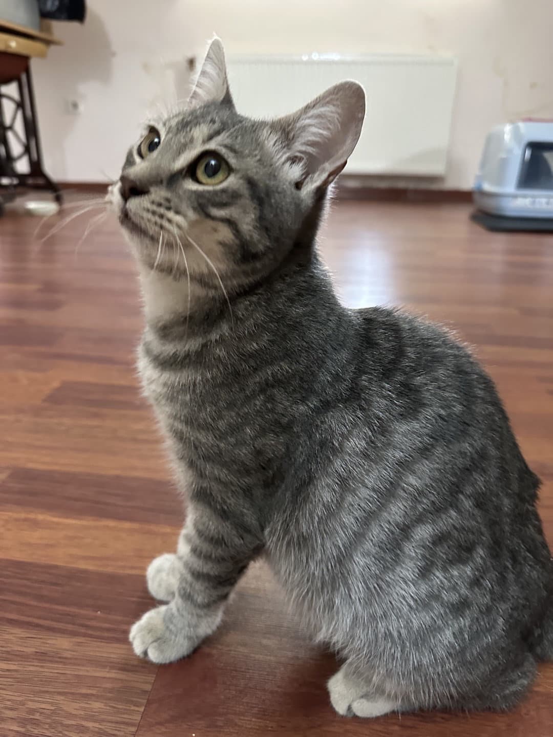 gri oyuncu yavru kedicik