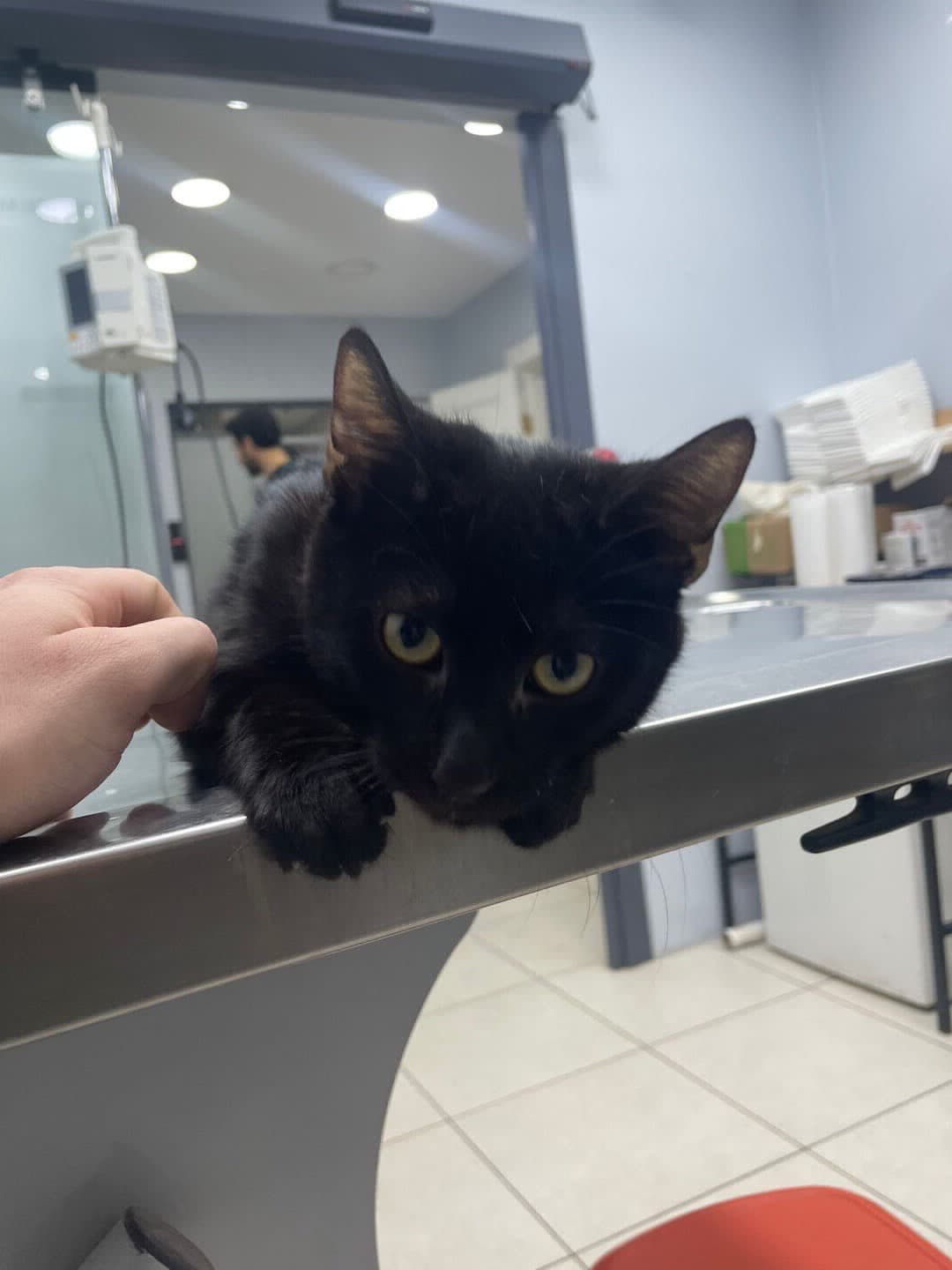 çok acil-siyah erkek 6 aylık yuvaya muhtac yavru