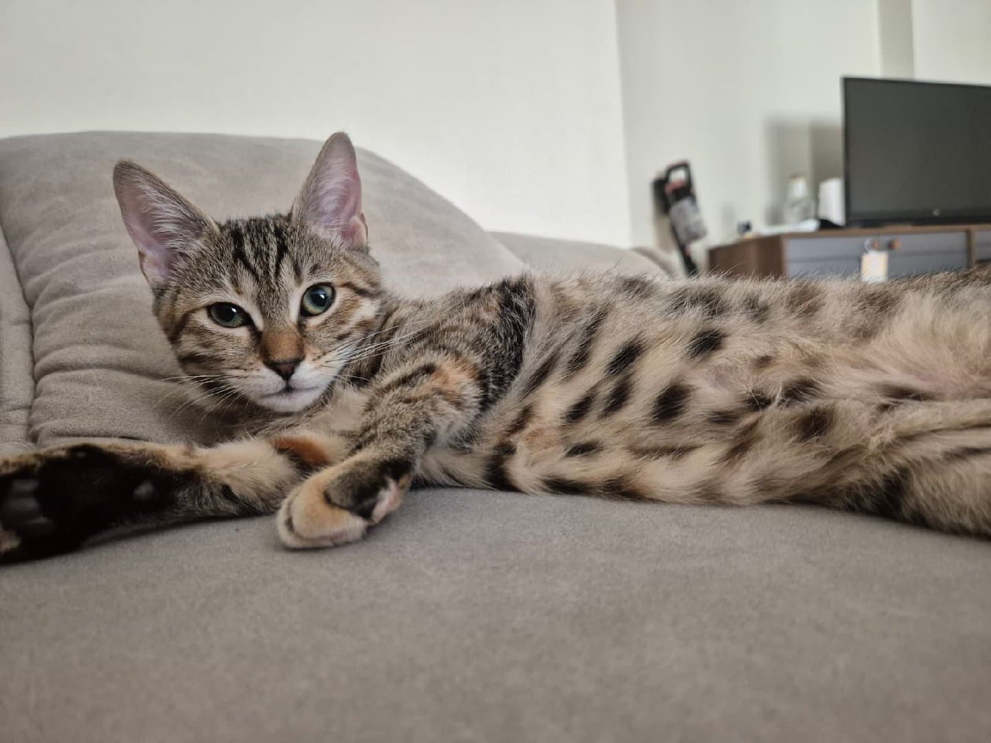 4 aylık dişi kedimiz için yuva arıyoruz