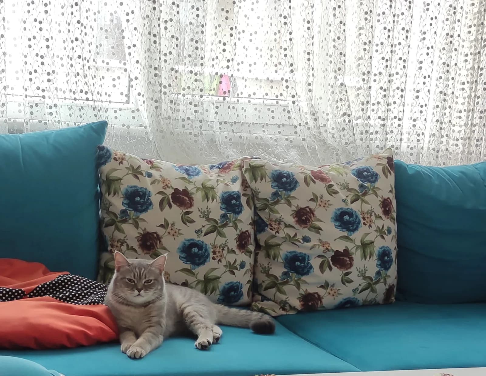 Acil yuva arıyor british shorthair