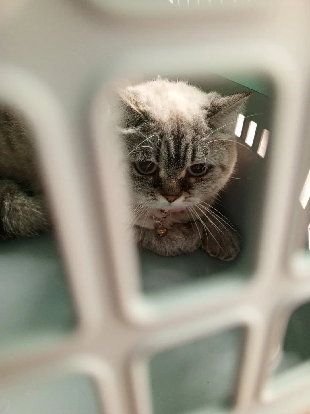 Yeni yuvasını arıyo