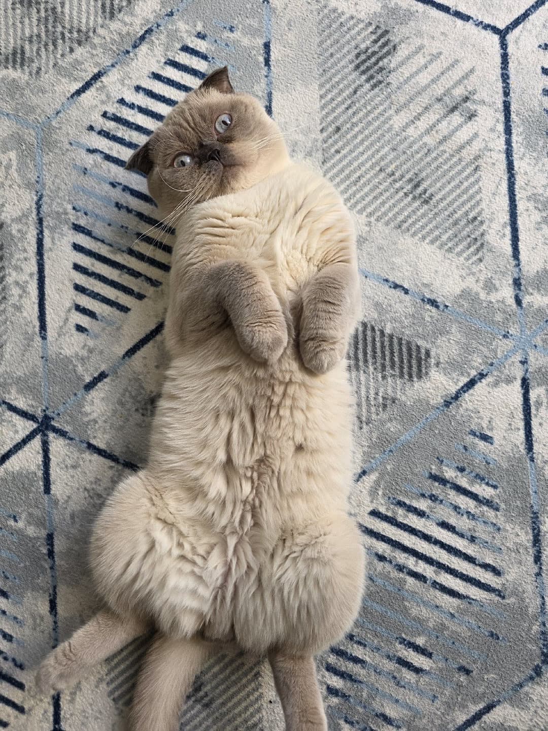 Kedime yuva arıyorum