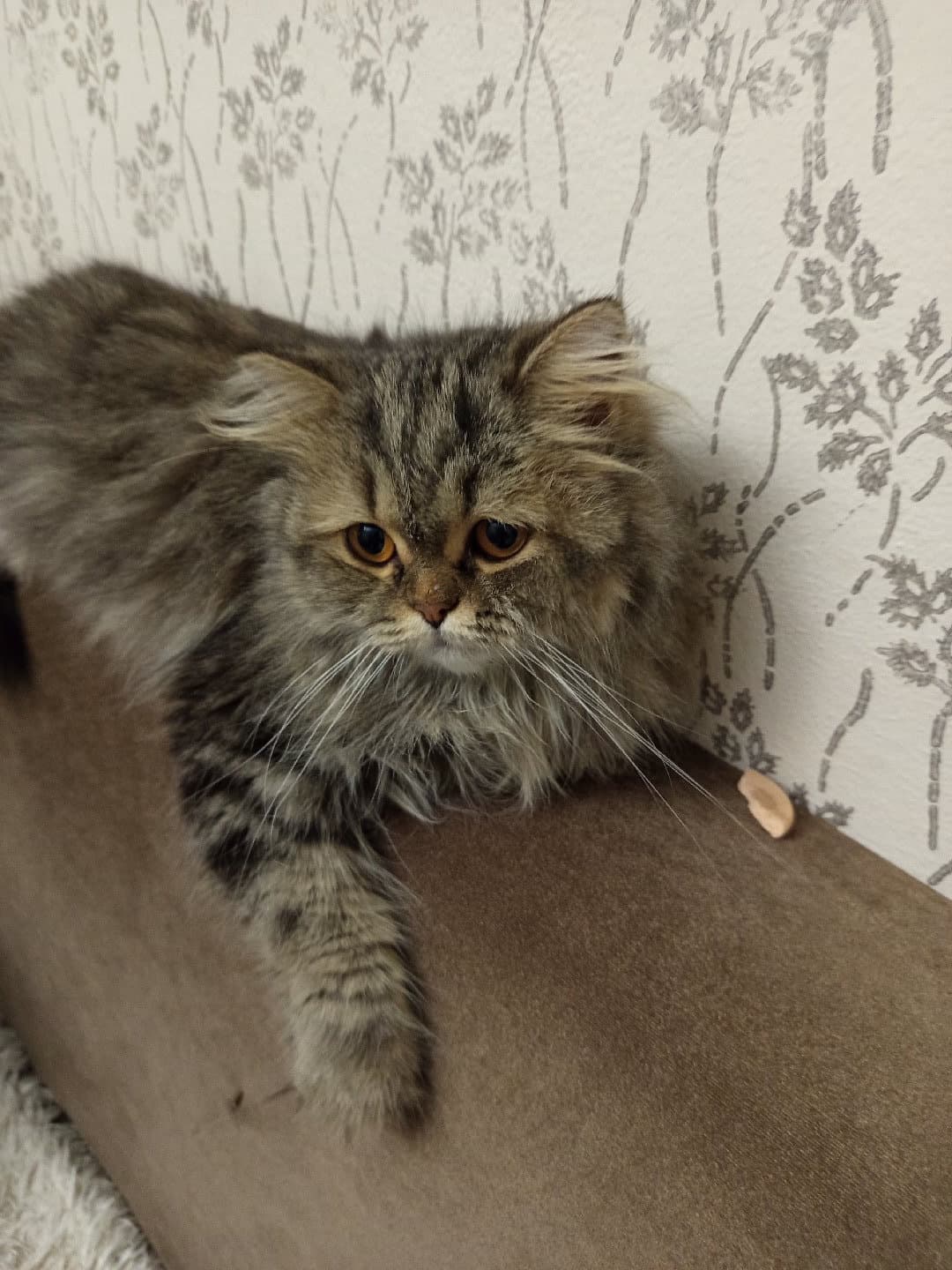 kedi kız sahiplendirme