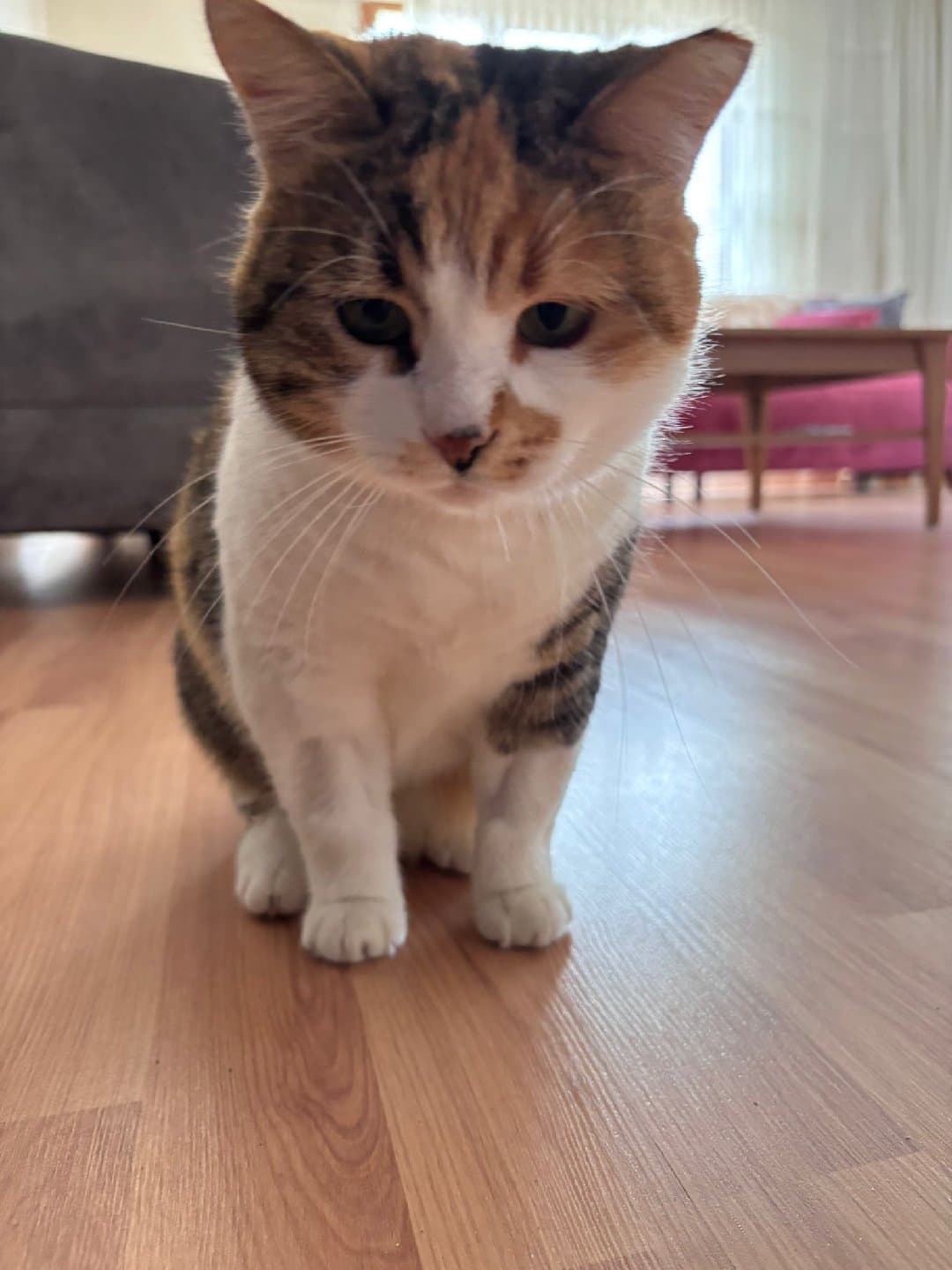 Şefomuza yuva arıyoruz