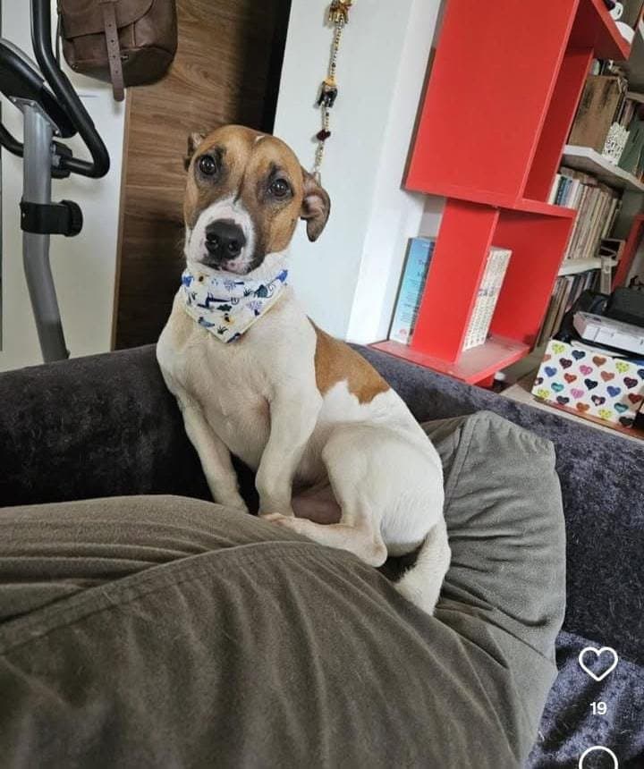 Muhteşem Jack Russell(Barınağa gitmemeli)