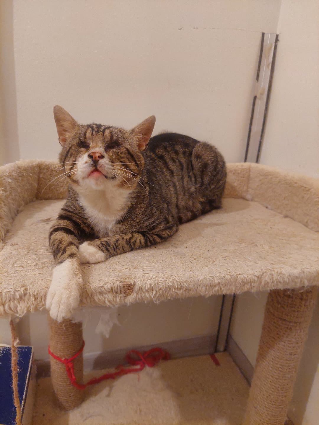 Görme Engelli Bambam