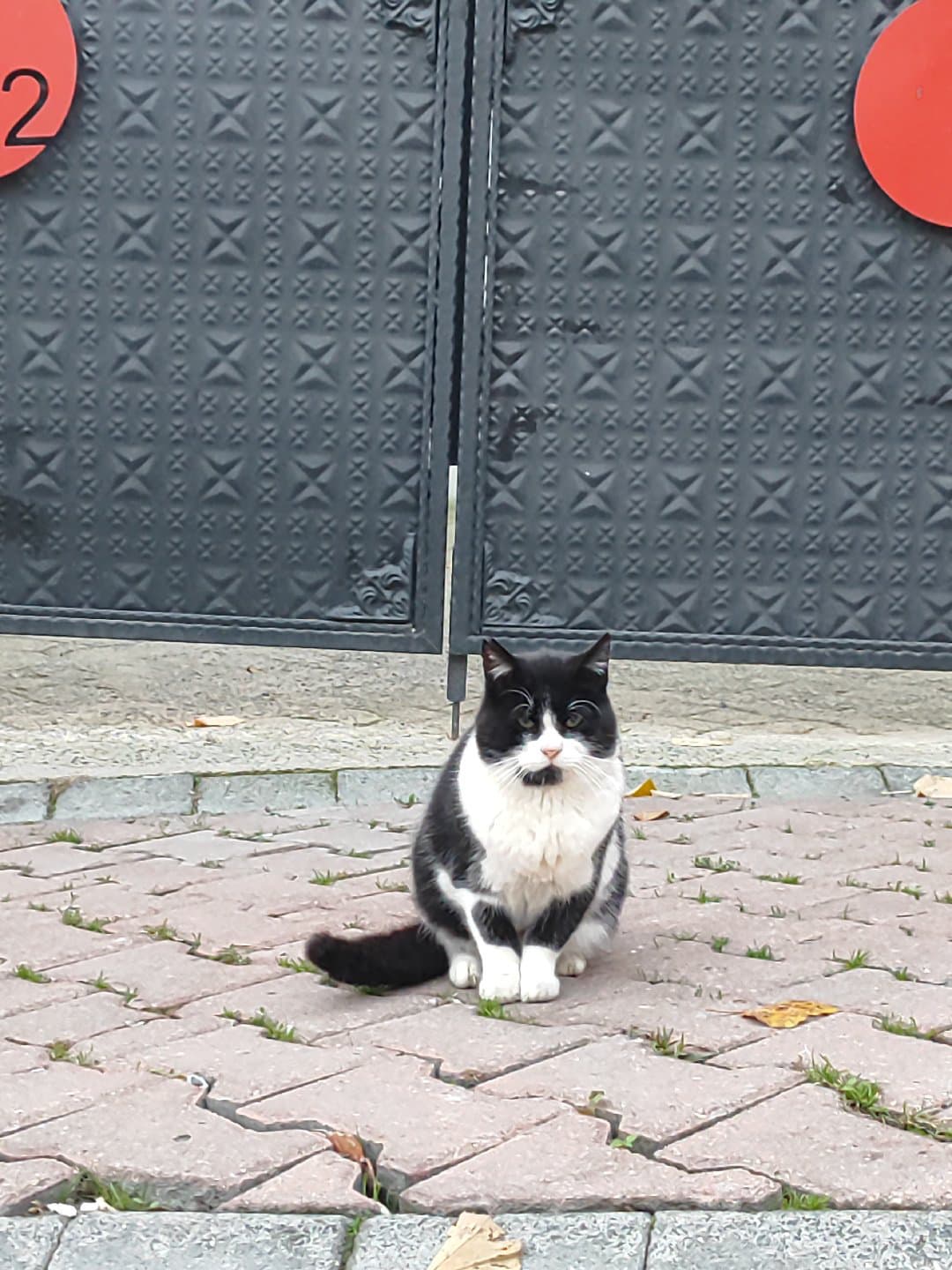 Çağrı merkezi Kedisi