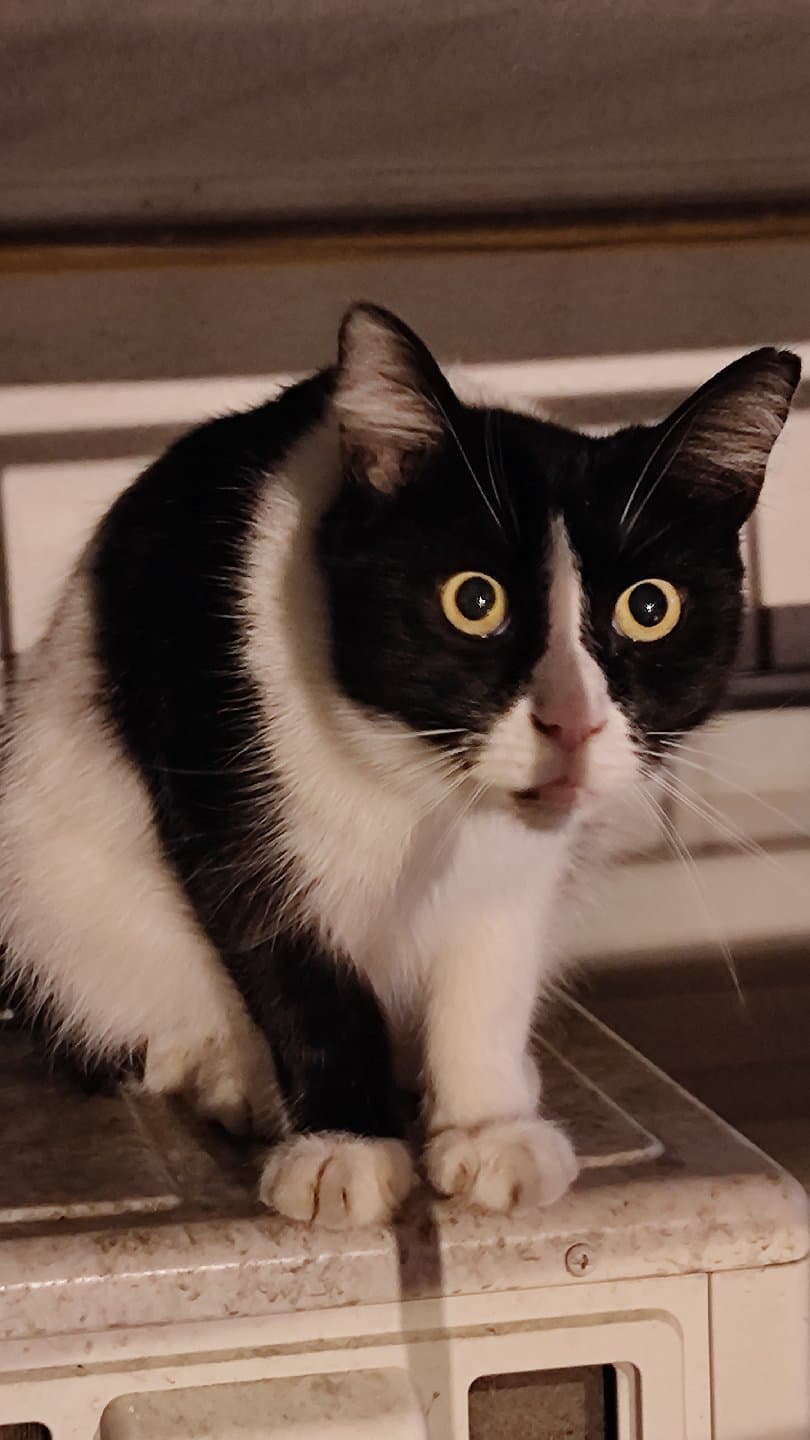 Oreo'ya Yuva Arıyorum