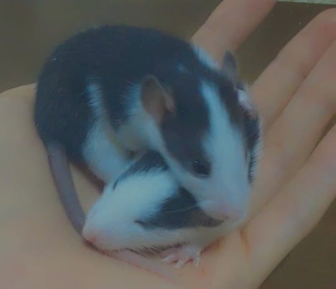 Muhteşem İkili 🐭🐭