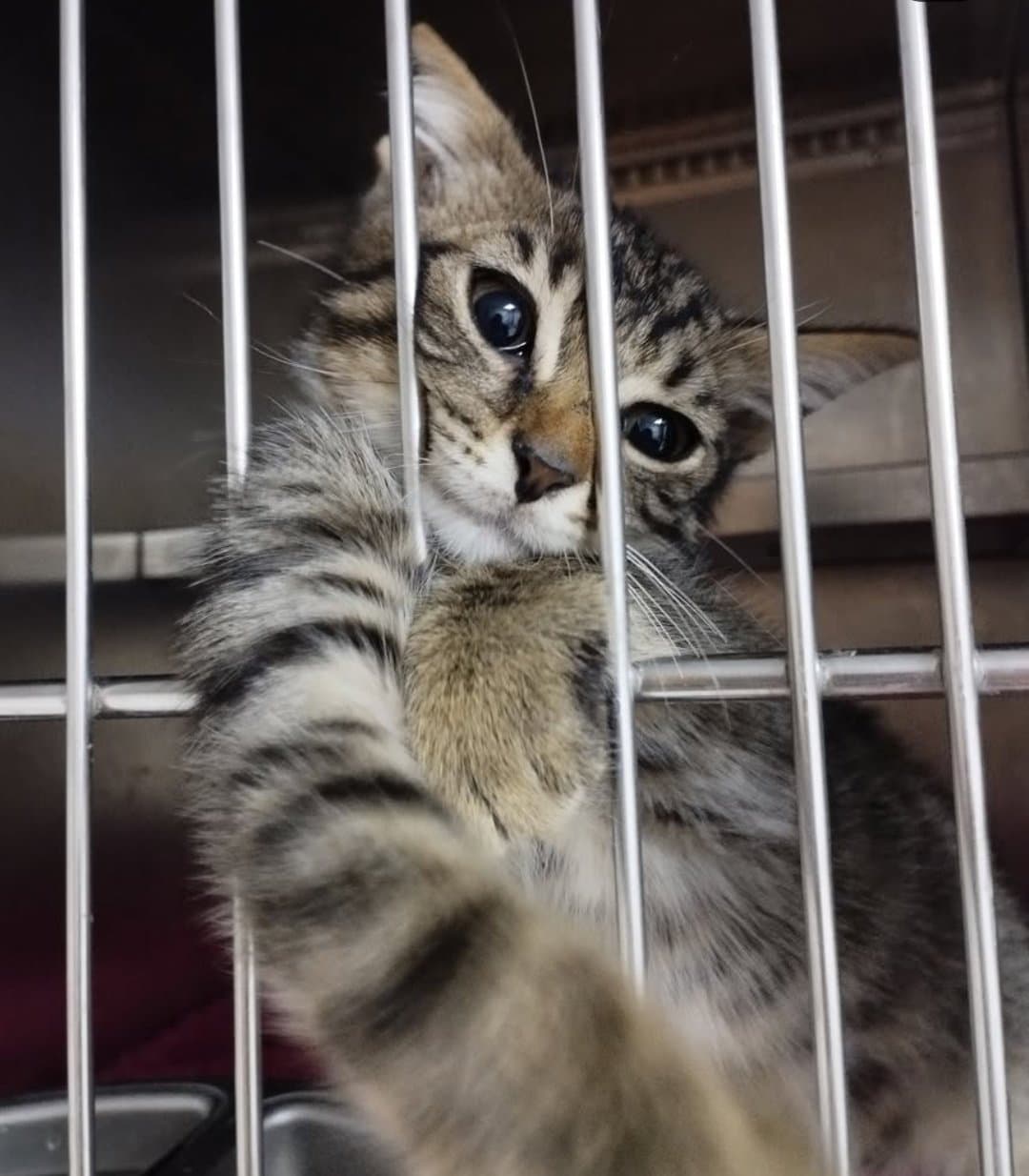 Beni Bu Kafesten Kurtarmak Ailem Olmak İster Misin ?