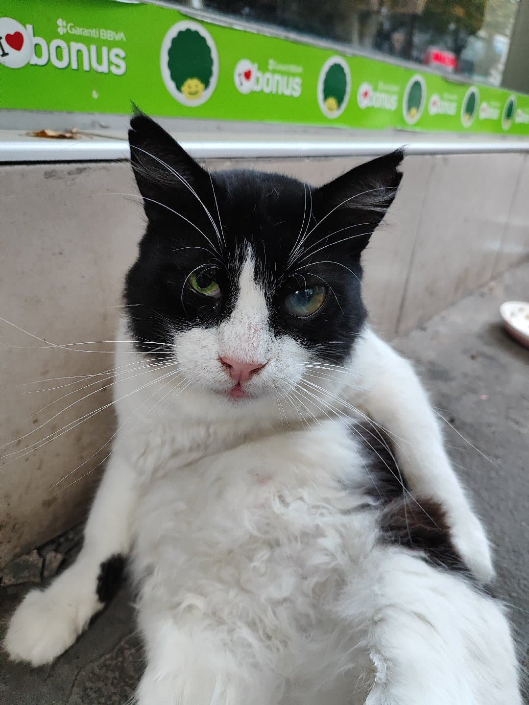 Kedi Sahiplendirmek istiyorum 💛